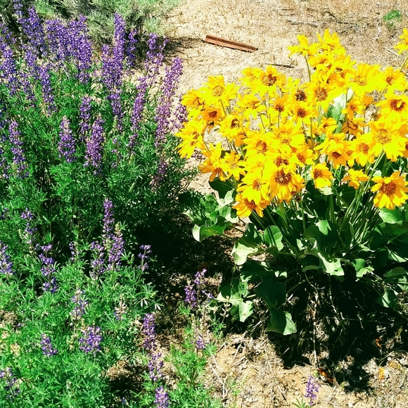 Meet your Posher, Tonya - Picture 5 of 8